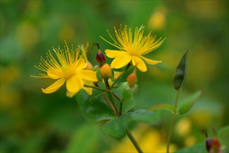 St. John's wort