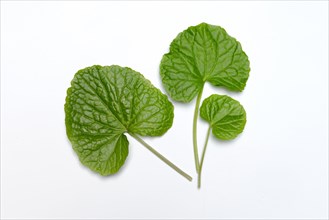 Leaves of the Japanese wasabi
