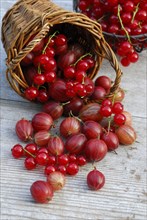 Basket with Gooseberriesand Redcurrants
