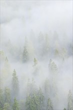 Spruce forest in the fog