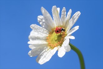 Ladybird on daisy