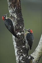 Two temporal spotted woodpeckers