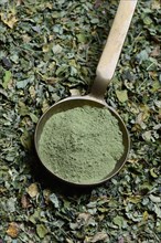 Moringa leaves and Moringa powder in scoop