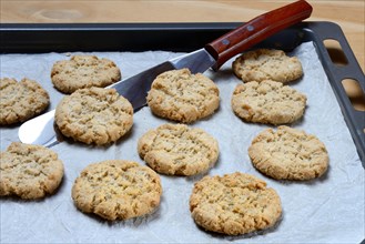 Oatmeal biscuits on baking sheet