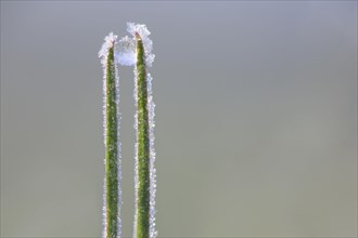 Blade of grass with frozen dewdrops