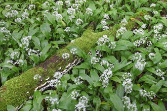 Forest with blooming wild garlic in spring