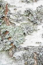 Mossy birch bark