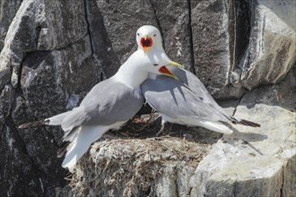 Three-toed gull