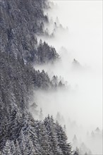 Snowy fir forest and sea of fog