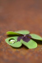 Four-leaf clover with drops of water