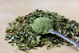 Dried moringa leaves and moringa powder