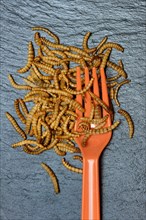 Mealworms with plastic fork