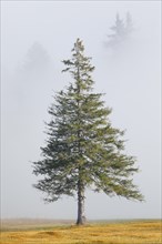 Spruce in the fog