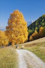 Country lane in the Lower Engadine