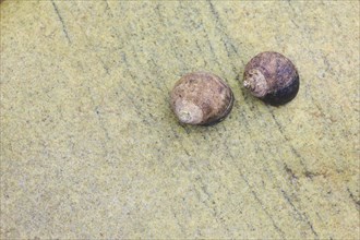 Snail shell on rocks