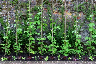 Runner beans in front of wall