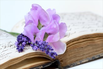 Scented vetch and lavender flowers on book with old manuscript