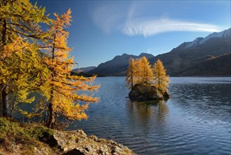 Silsersee with larches in autumn