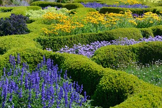 Boxwood hedge with flowers