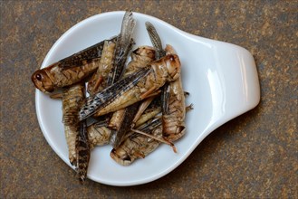 Dried locusts in shell