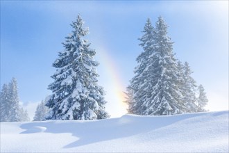 Snowy firs with rainbow