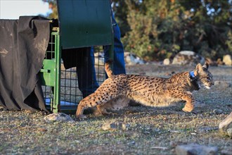 Release of the pardelluchs from the breeding station La Olivilla