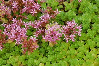 Caucasian stonecrop