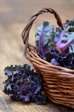 Flower Sprouts in baskets