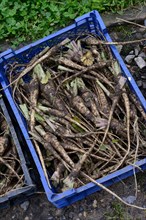 Freshly harvested Parsleys roots