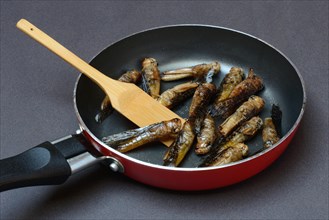 Fried locusts in pan