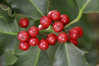 European holly in the forest