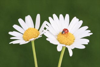 Two-spotted ladybird on daisy