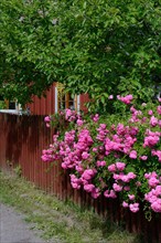 Climbing roses with garden fence