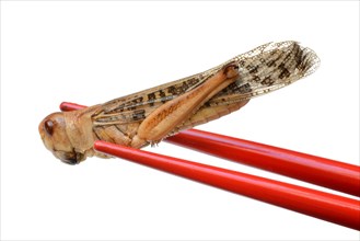Dried locust with chopsticks
