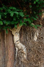 Dead ivy strain on old yew