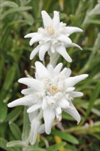 Alpine Edelweiss