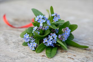 Forget-Me-Not