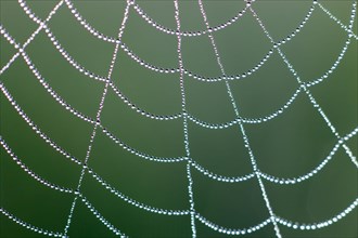 Dewdrops on a spider's web