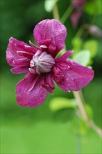 (Clematis) viticella, variety Purpurea Plena Elegans