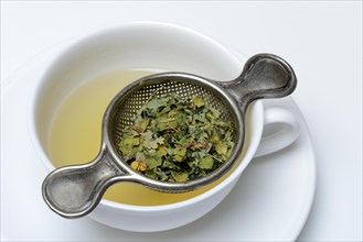 Moringa tea in cup and moringa leaves in tea strainer