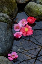 Camellia flowers in puddle
