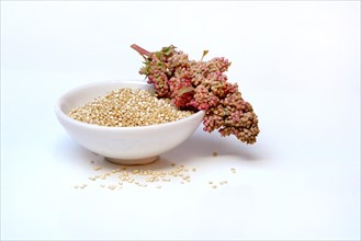 Quinoa in shell and ripe quinoa branch