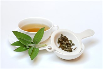 (Salvia officinalis) sage tea, sage leaves, Common sage