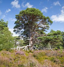 Mighty Scots pine on the edge of the rim trail through the Cairngorms National Park