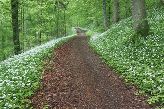 Forest path with blooming wild garlic