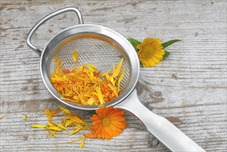 MarigoldsPetals in tea strainer