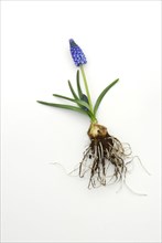 Grape hyacinth with root bulb