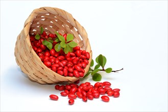 Barberry berries