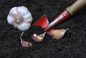 Garlic cloves with garden shovel