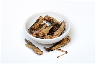 Dried locusts in shell